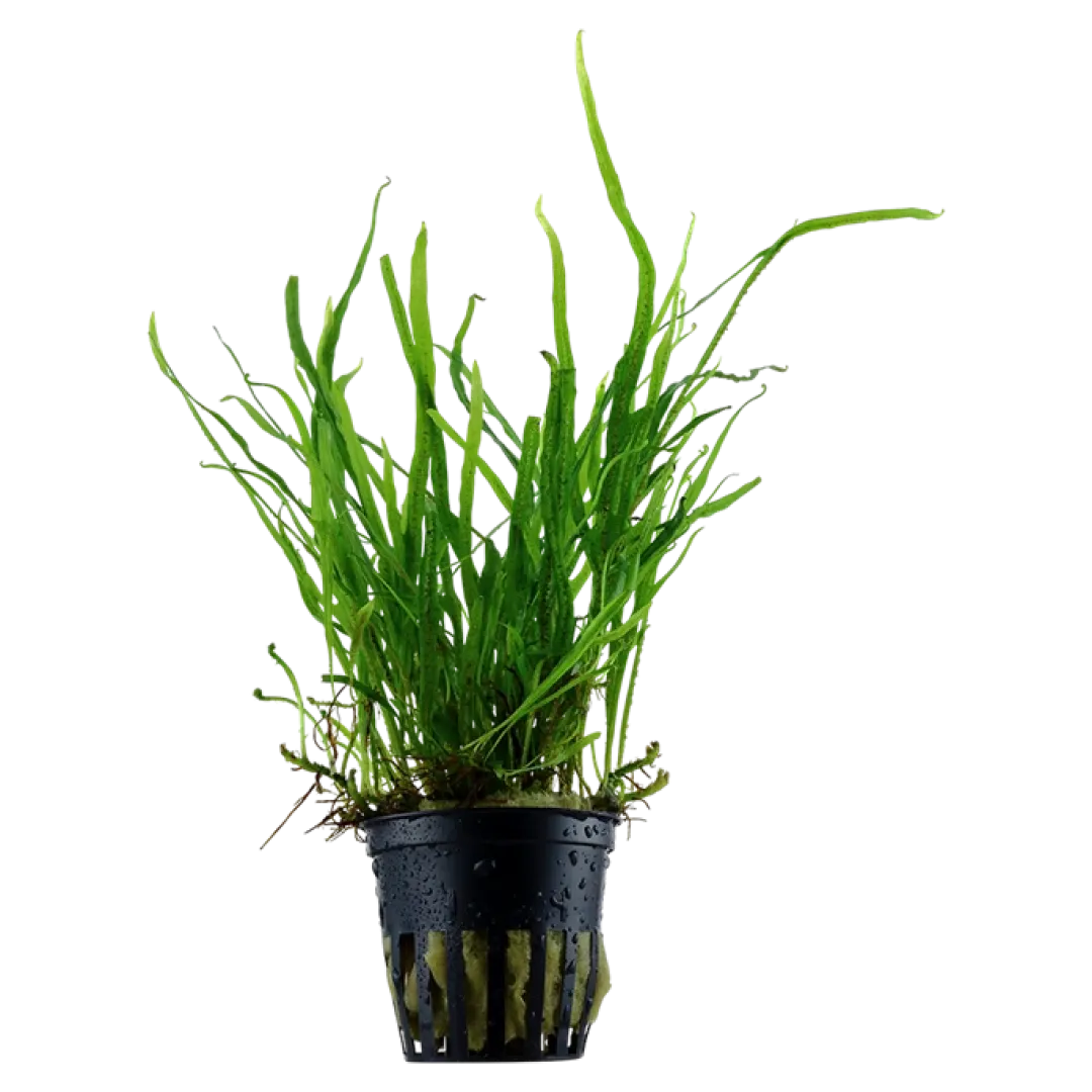 Tropica Akvarieplanter Tropica Akvarieplante i potte Microsorum pteropus Trident
