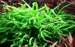 Tropica Akvarieplanter Tropica Akvarieplante i potte Microsorum pteropus Trident