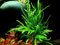 Tropica Akvarieplanter Tropica Akvarieplante i potte Microsorum pteropus Trident