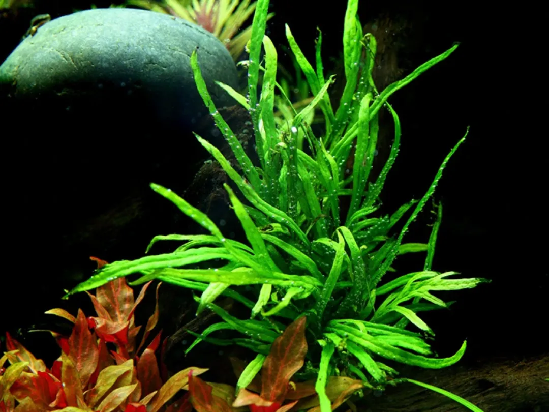 Tropica Akvarieplanter Tropica Akvarieplante i potte Microsorum pteropus Trident
