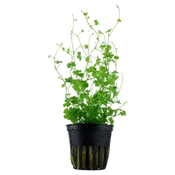 Tropica Akvarieplanter Tropica Akvarieplante i potte Hydrocotyle tripartita