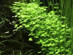 Tropica Akvarieplanter Tropica Akvarieplante i potte Hydrocotyle tripartita