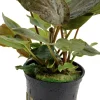 Tropica Akvarieplanter Tropica Akvarieplante i potte Lagenandra meeboldii Red