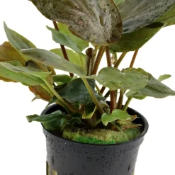 Tropica Akvarieplanter Tropica Akvarieplante i potte Lagenandra meeboldii Red
