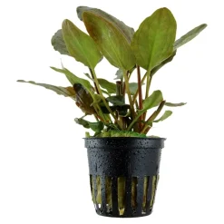 Tropica Akvarieplanter Tropica Akvarieplante i potte Lagenandra meeboldii Red