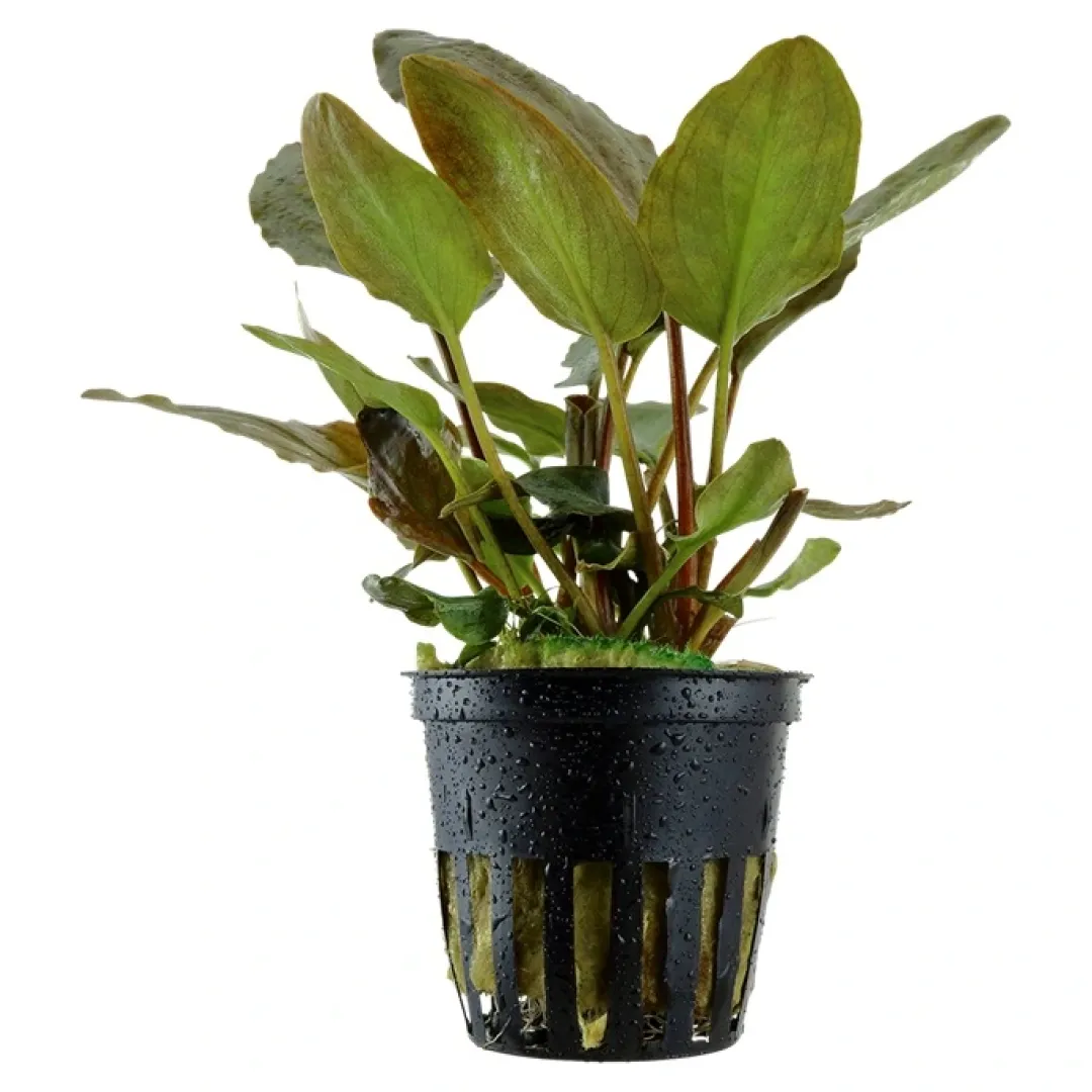 Tropica Akvarieplanter Tropica Akvarieplante i potte Lagenandra meeboldii Red