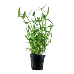 Tropica Akvarieplanter Tropica Akvarieplante i potte Murdannia keisak
