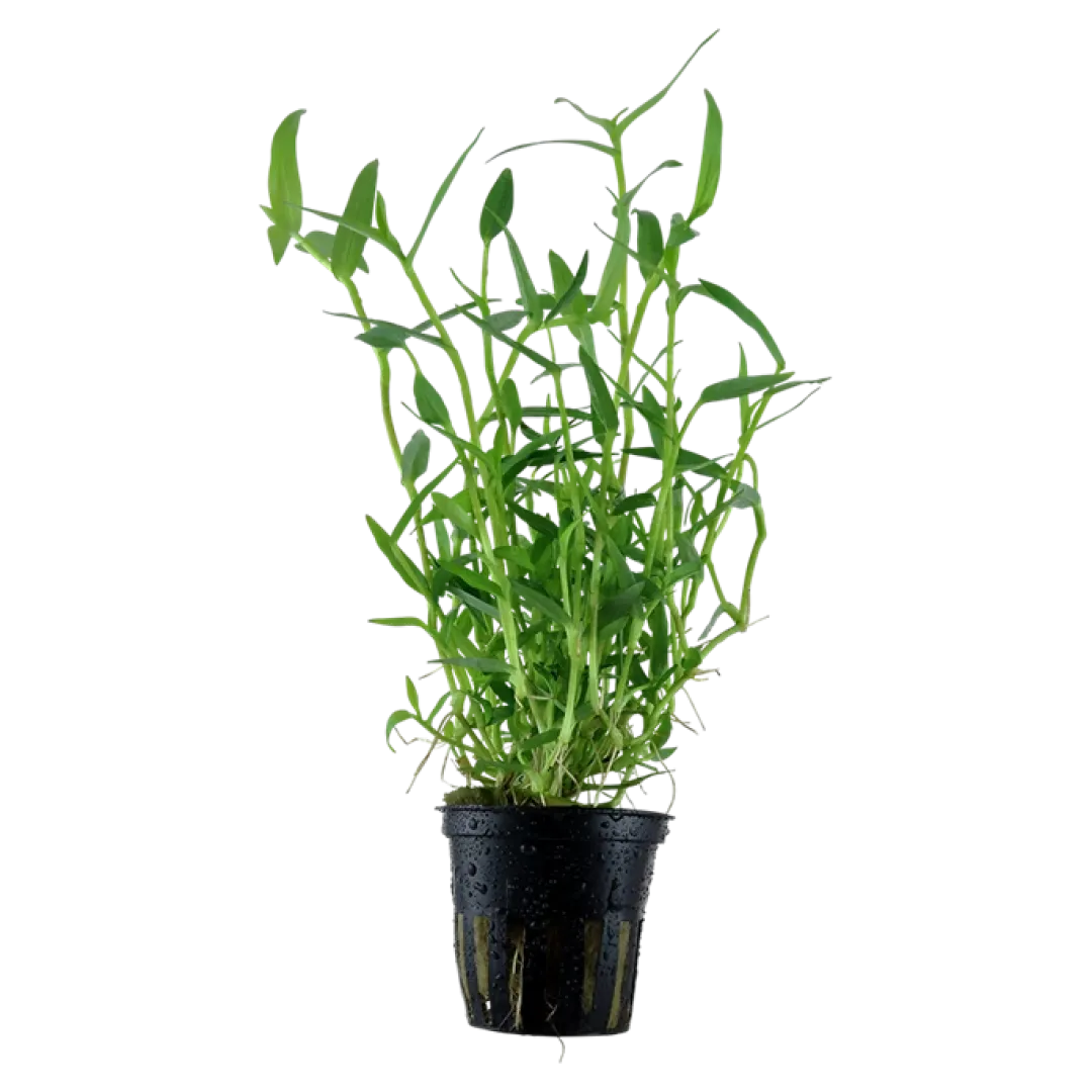 Tropica Akvarieplanter Tropica Akvarieplante i potte Murdannia keisak