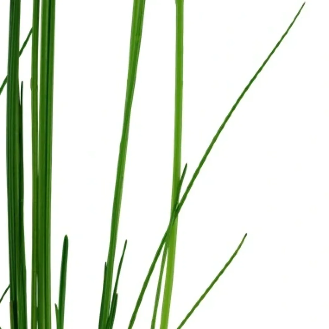 Tropica Akvarieplanter Tropica Akvarieplante i potte Eleocharis montevidensis