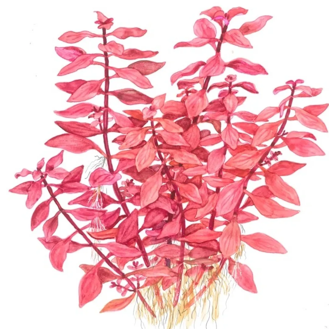 Tropica Akvarieplanter Tropica Akvarieplante i potte Ludwigia palustris Super Red