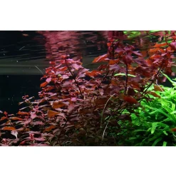 Tropica Akvarieplanter Tropica Akvarieplante i potte Ludwigia palustris Super Red