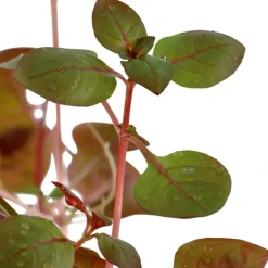 Tropica Akvarieplanter Tropica Akvarieplante i potte Ludwigia palustris Super Red
