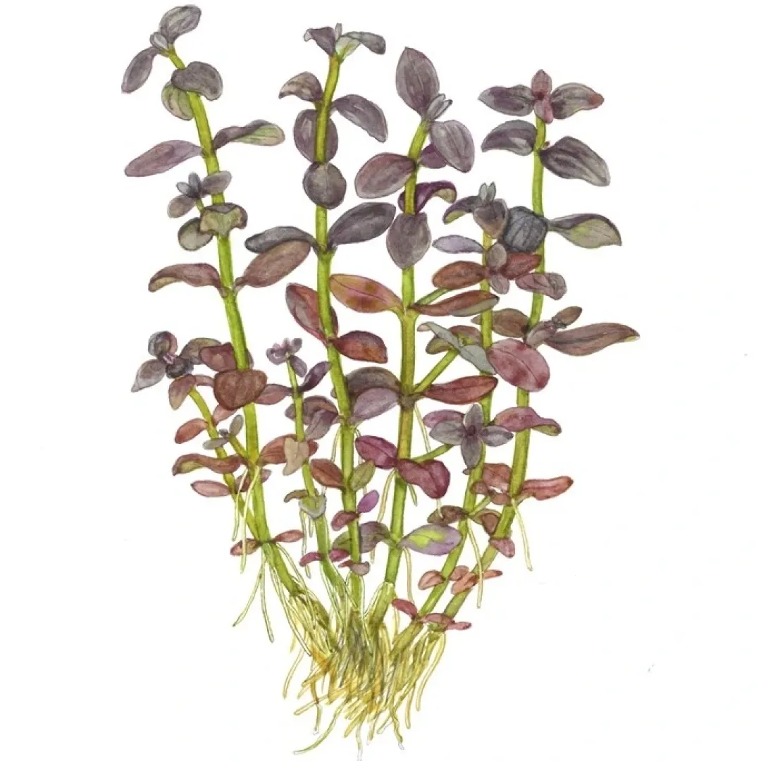 Tropica Akvarieplanter Tropica Akvarieplante i potte Bacopa salzmanni Purple