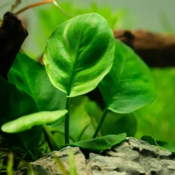 Tropica Akvarieplanter Tropica Akvarieplante i potte Anubias barteri Coin Leaf