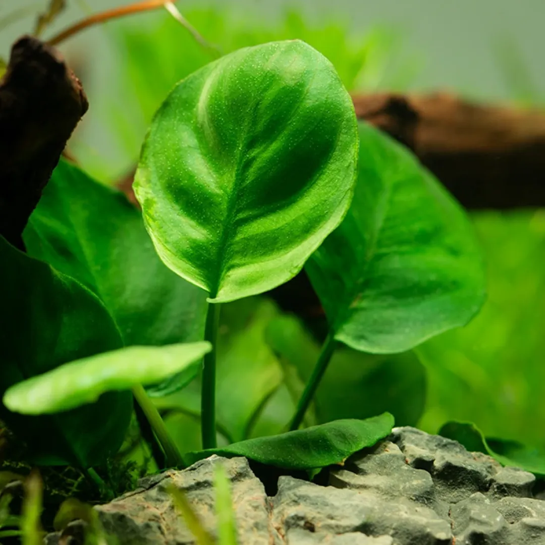 Tropica Akvarieplanter Tropica Akvarieplante i potte Anubias barteri Coin Leaf