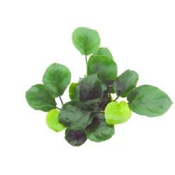 Tropica Akvarieplanter Tropica Akvarieplante i potte Anubias barteri Coin Leaf