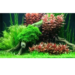 Tropica Akvarieplanter Tropica Alternanthera reineckii sp. Mini 1-2-GROW x 3