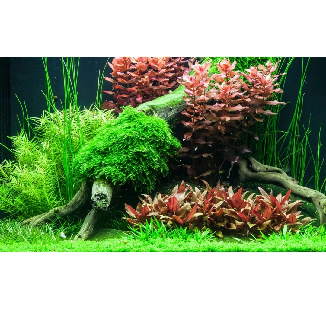 Tropica Akvarieplanter Tropica Alternanthera reineckii sp. Mini 1-2-GROW x 3