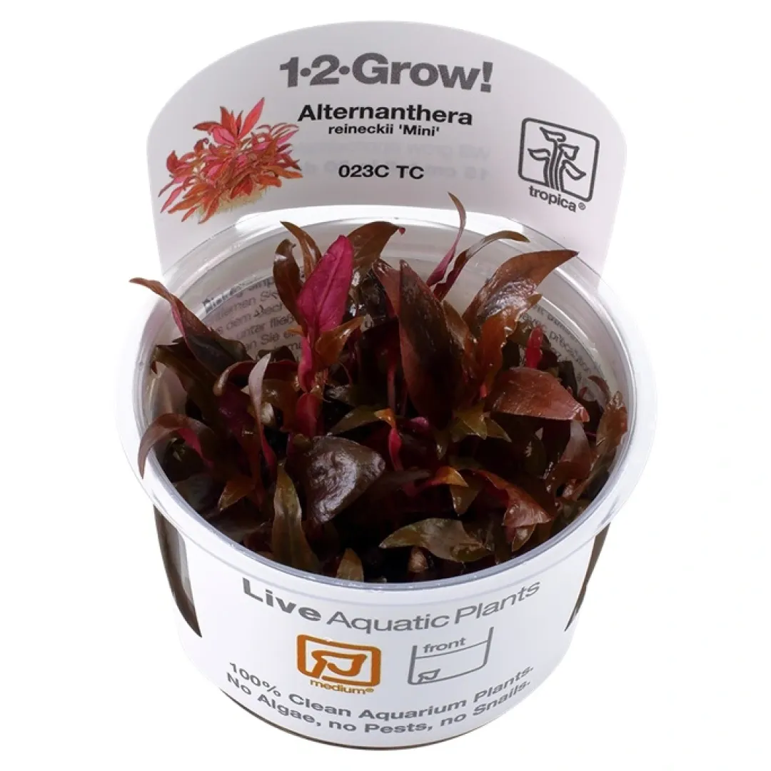 Tropica Akvarieplanter Tropica Alternanthera reineckii sp. Mini 1-2-GROW x 3