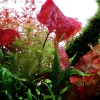 Tropica Akvarieplanter Tropica Alvarieplante i potte Nymphaea lotus zenkeri