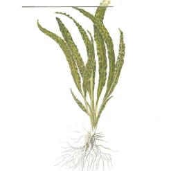 Tropica Akvarieplanter Tropica Cryptocoryne Crispatula 1-2-GROW
