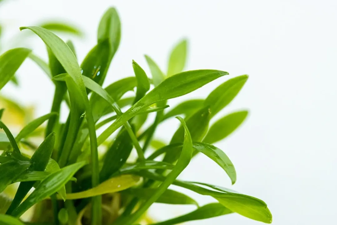 Tropica Akvarieplanter Tropica Cryptocoryne parva 1-2-GROW