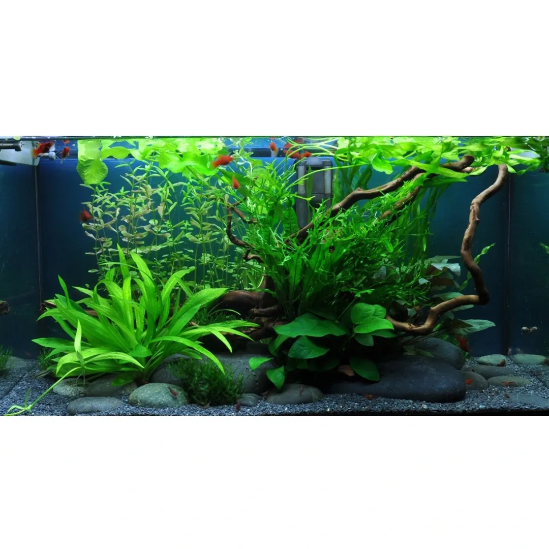 Tropica Akvarieplanter Tropica Cryptocoryne Wendtii Green 1-2-GROW