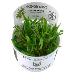 Tropica Akvarieplanter Tropica Cryptocoryne Wendtii Green 1-2-GROW