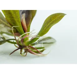 Tropica Akvarieplanter Tropica Echinodorus Reni 1-2-GROW x 3