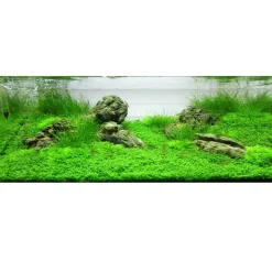 Tropica Akvarieplanter Tropica Eleocharis acicularis Mini 1-2-GROW x 3
