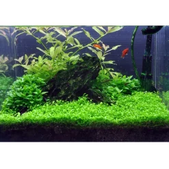 Tropica Akvarieplanter Tropica Glossostigma elatinoides 1-2-GROW x 3