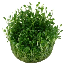 Tropica Akvarieplanter Tropica Glossostigma elatinoides 1-2-GROW x 3
