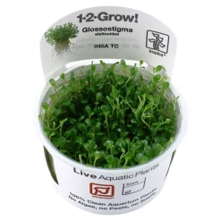 Tropica Akvarieplanter Tropica Glossostigma elatinoides 1-2-GROW x 3