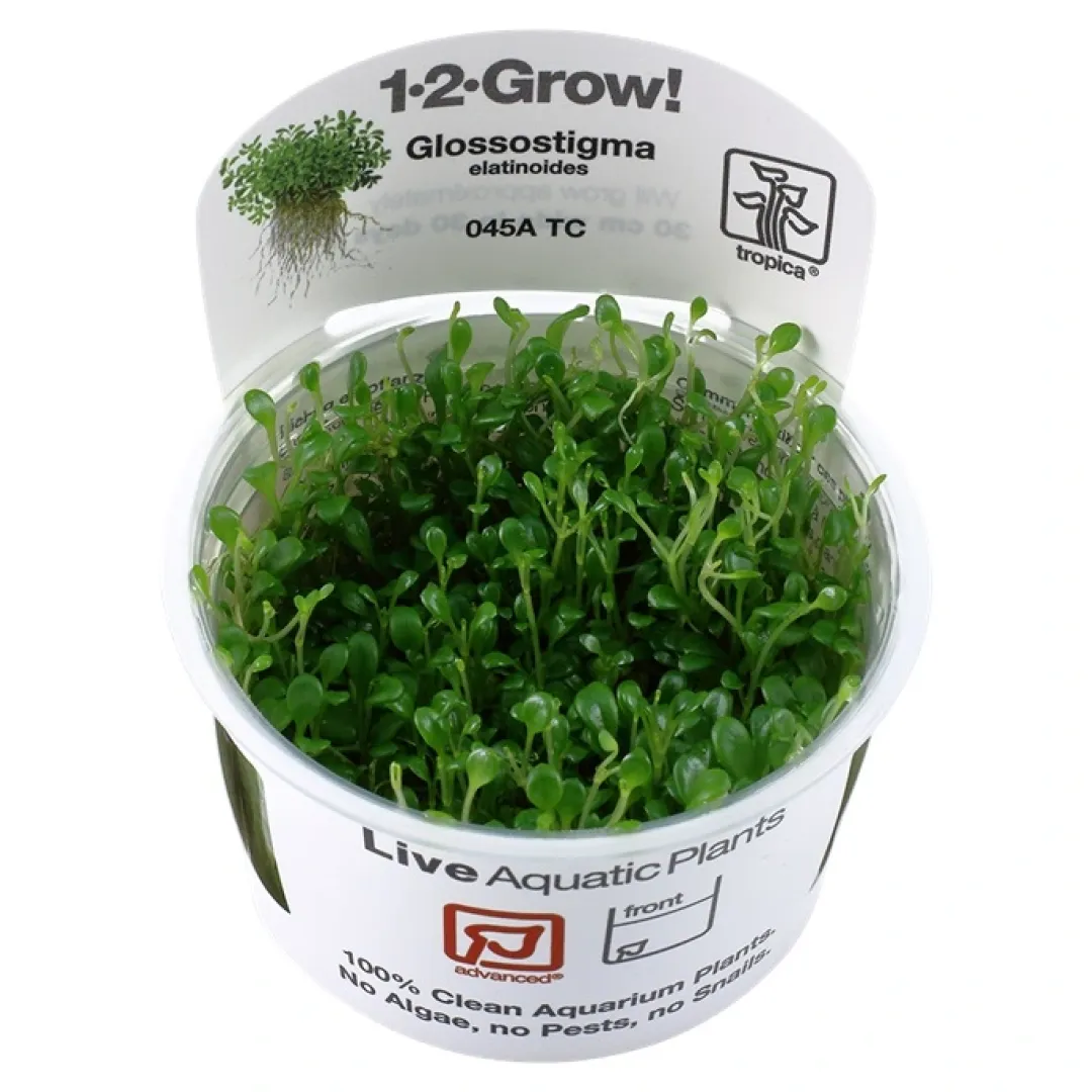 Tropica Akvarieplanter Tropica Glossostigma elatinoides 1-2-GROW x 3