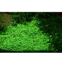 Tropica Akvarieplanter Tropica Glossostigma elatinoides 1-2-GROW x 3