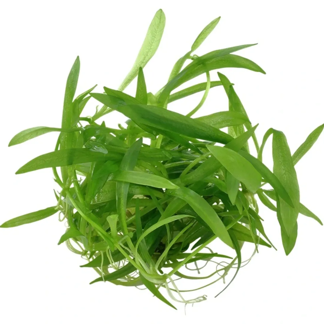 Tropica Akvarieplanter Tropica Helanthium Quadricostatus 1-2-GROW