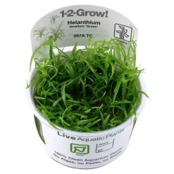 Tropica Akvarieplanter Tropica Helanthium tenellum Green 1-2-GROW