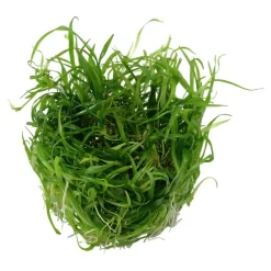 Tropica Akvarieplanter Tropica Helanthium tenellum Green 1-2-GROW