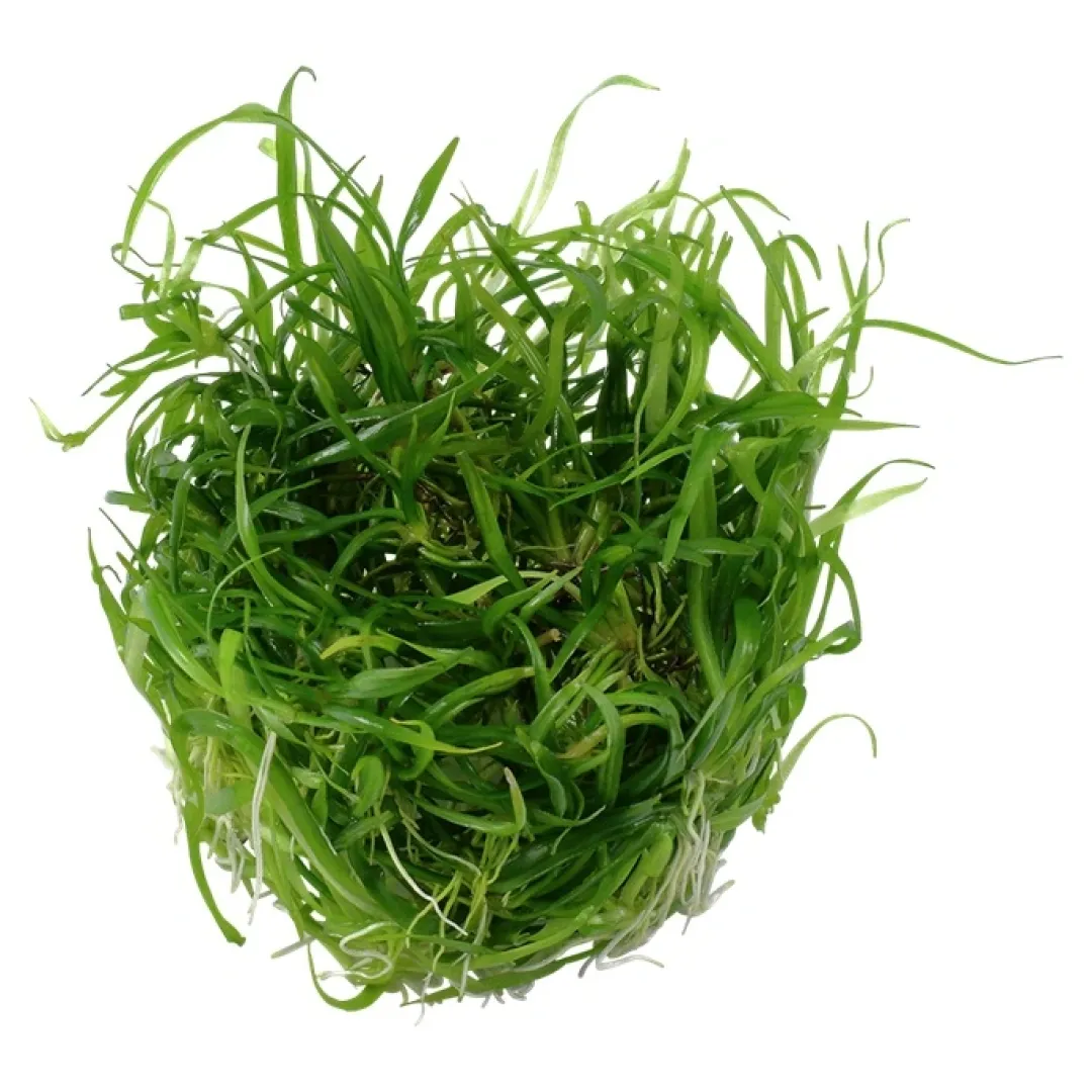 Tropica Akvarieplanter Tropica Helanthium tenellum Green 1-2-GROW