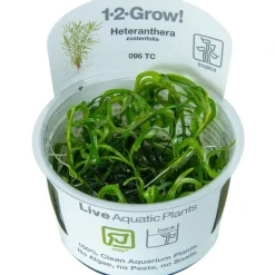 Tropica Akvarieplanter Tropica Heteranthera zosterifolia 1-2-GROW x 3