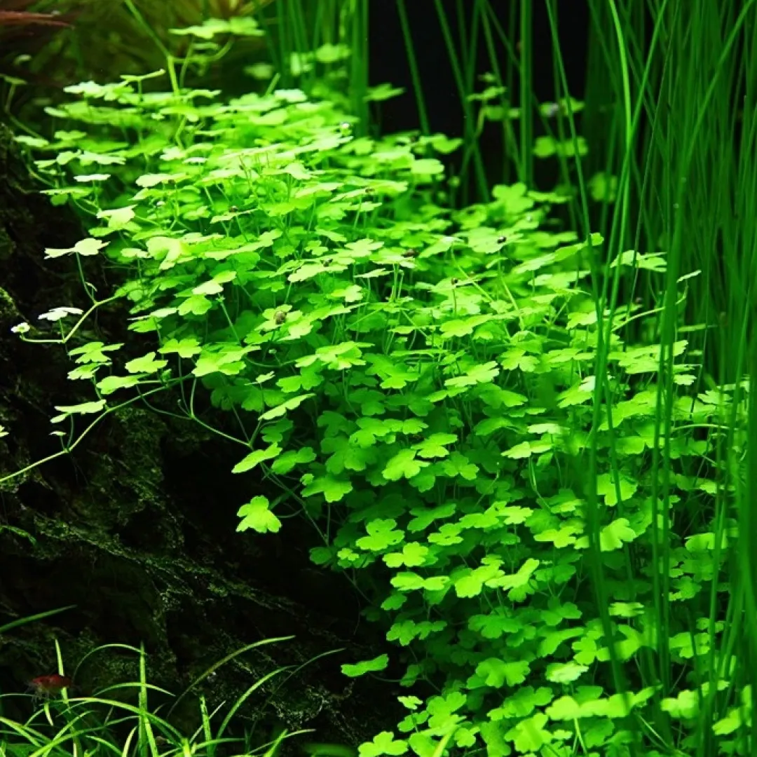 Tropica Akvarieplanter Tropica Hydrocotyle tripartita 1-2-GROW x 3