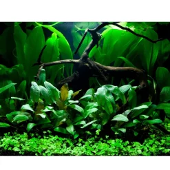 Tropica Akvarieplanter Tropica Hydrocotyle tripartita 1-2-GROW x 3