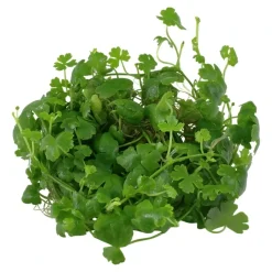 Tropica Akvarieplanter Tropica Hydrocotyle tripartita 1-2-GROW x 3