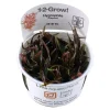 Tropica Akvarieplanter Tropica Hygrophila 'Araguaia' 1-2-GROW x 3