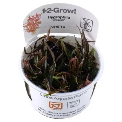 Tropica Akvarieplanter Tropica Hygrophila 'Araguaia' 1-2-GROW x 3