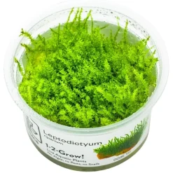 Tropica Akvarieplanter Tropica Leptodictyum riparium 1-2-Grow