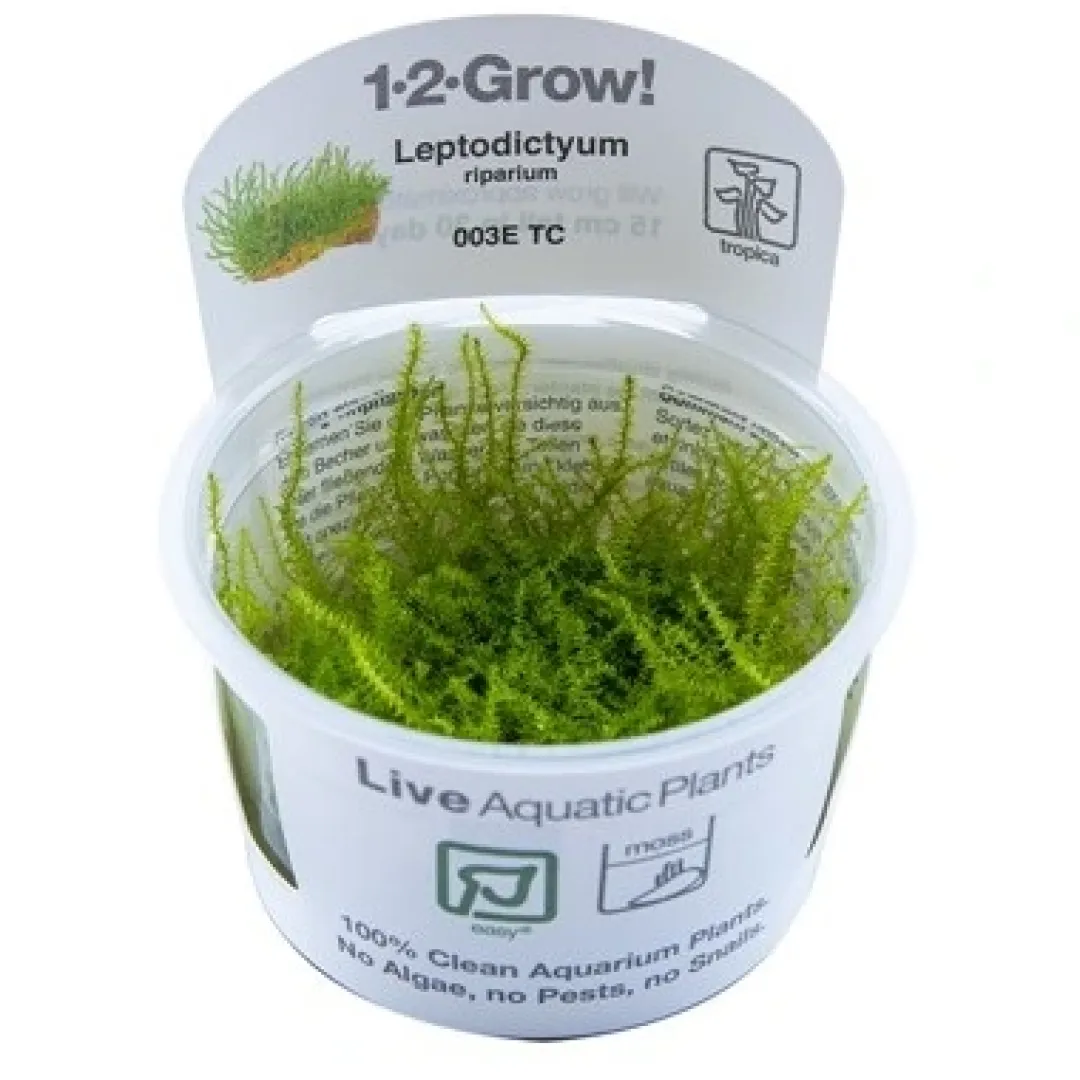 Tropica Akvarieplanter Tropica Leptodictyum riparium 1-2-Grow