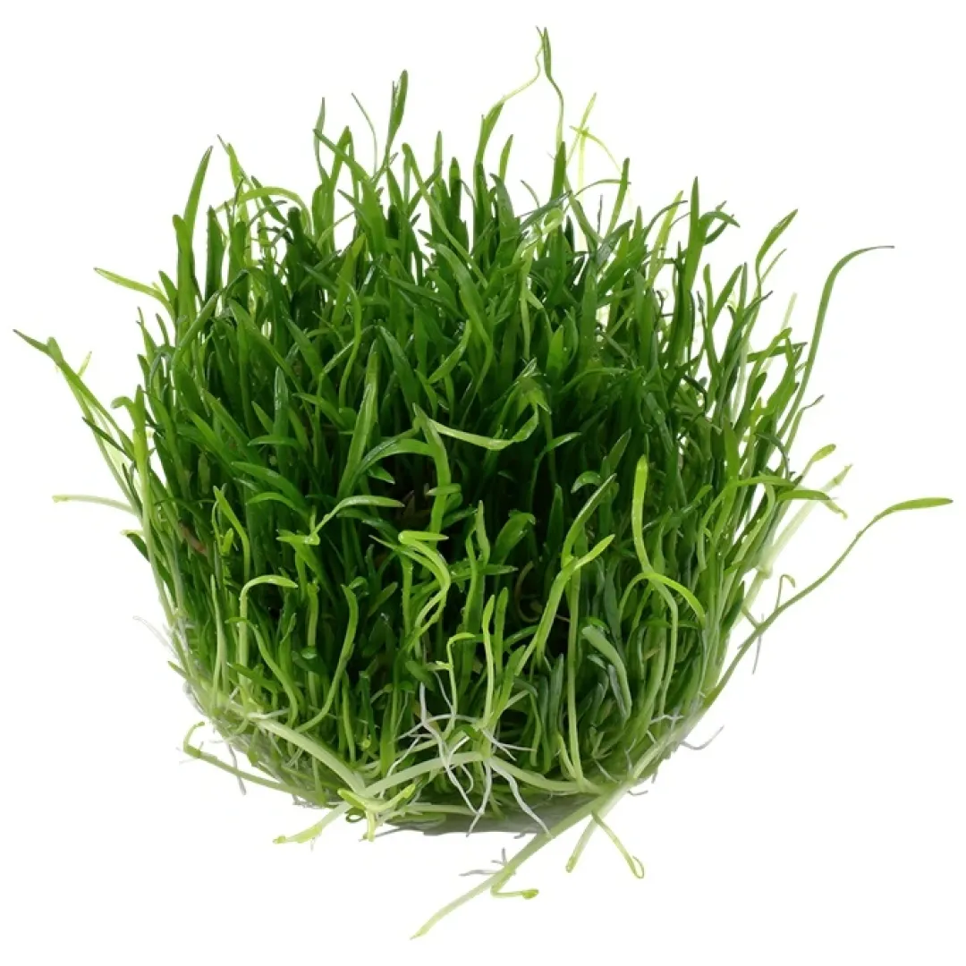 Tropica Akvarieplanter Tropica Lilaeopsis brasiliensis 1-2-GROW