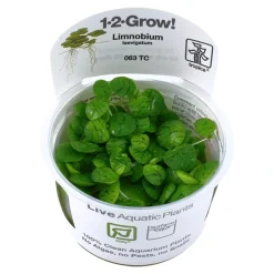 Tropica Akvarieplanter Tropica Limnobium laevigatum 1-2-GROW