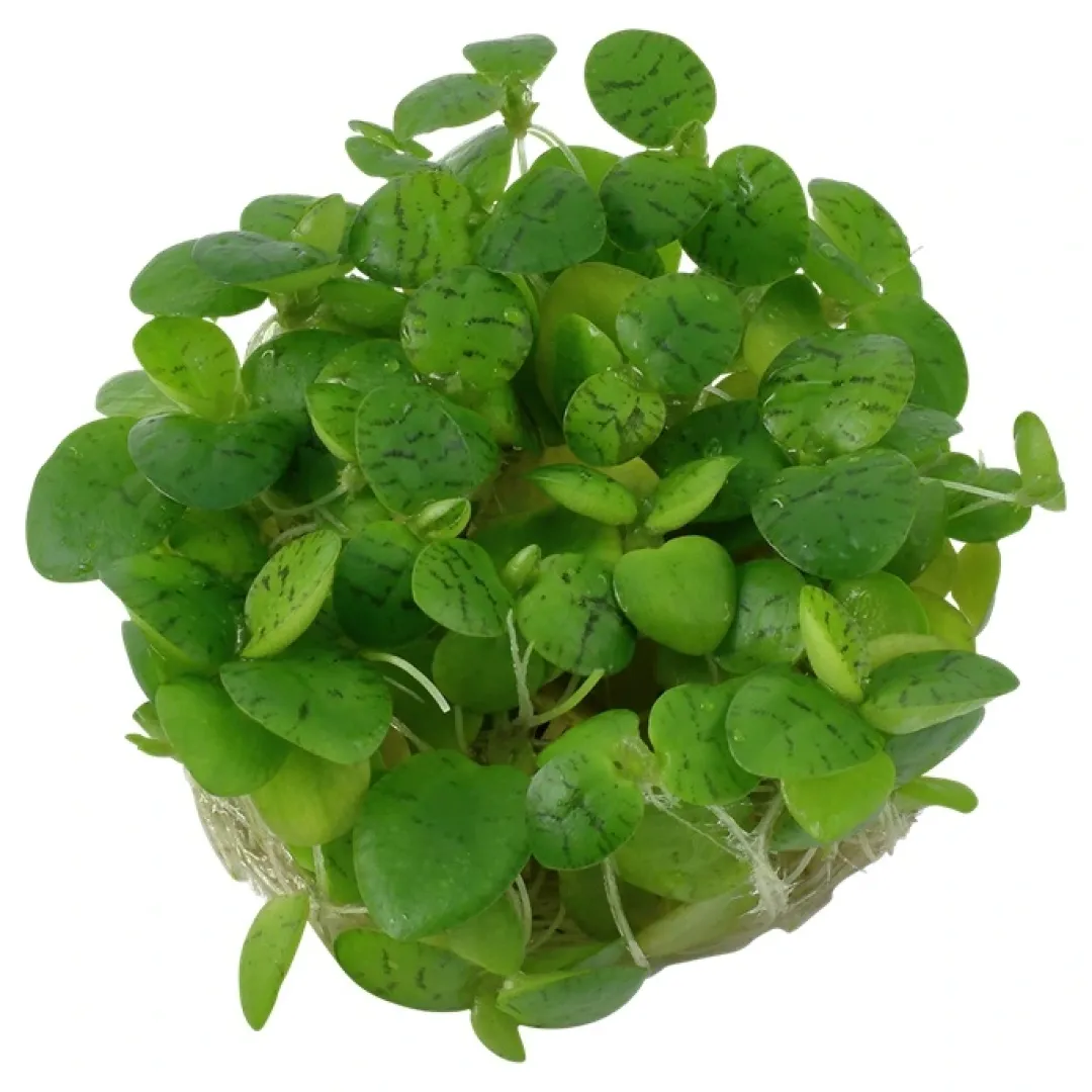 Tropica Akvarieplanter Tropica Limnobium laevigatum 1-2-GROW